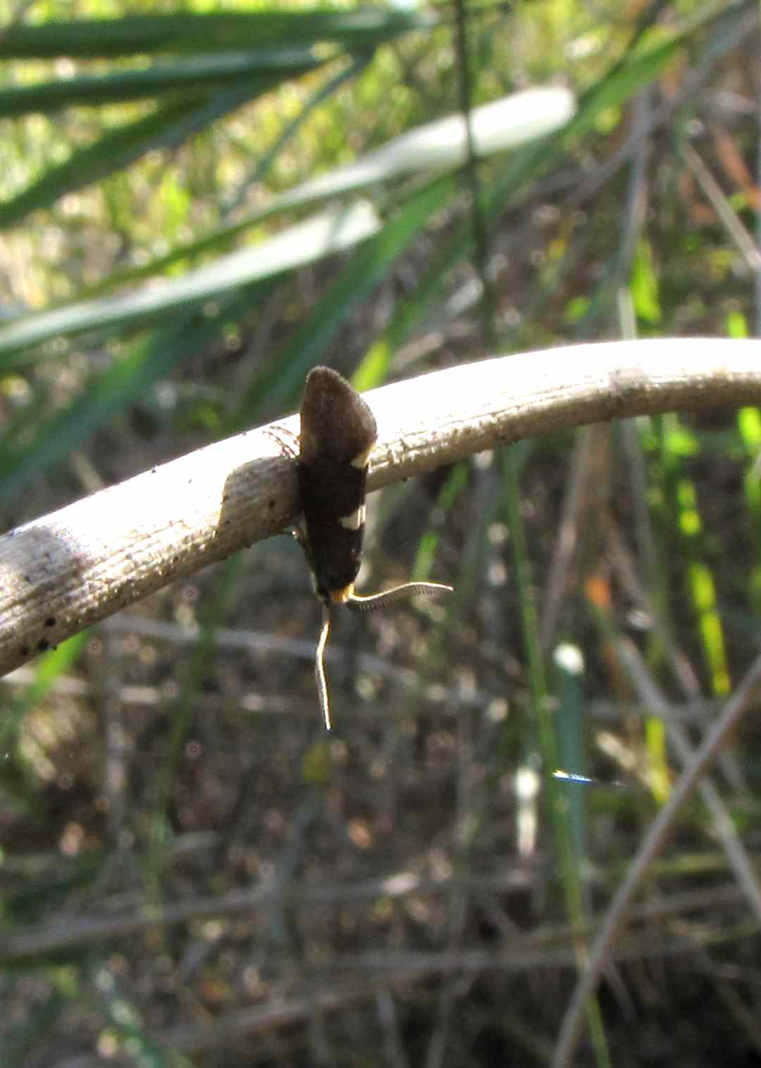 falena di giorno